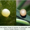 erebia aethiops kislovodsk ovum